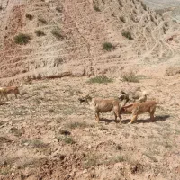 سگ ماده فروش|سگ|چاراویماق, |دیوار