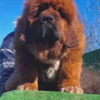 توله ماستیف تبتی های وارداتی چمپیون