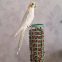 عروس هلندی گمشده|حیوانات|تبریز, |دیوار