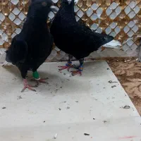 کبوتردم سفید|پرنده|مشهد, انصار|دیوار