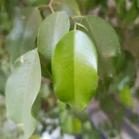 گل بنجامین شاداب و سرحال|گل و گیاه طبیعی|شاهین دژ, |دیوار
