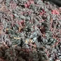 زرشک کوهی|خوردنی و آشامیدنی|شیروان (خراسان), |دیوار