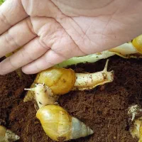 واگذاری حلزون اچاتینا آلبینو ۱۲ عدد