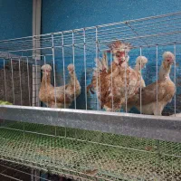 کوشین پولند سلطان لهستانی محلی