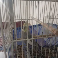 مرغ مینا سخنگوو عروس|پرنده|هشتگرد, قاسم آباد بزرگ|دیوار