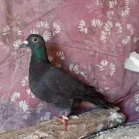 کفتر|پرنده|خوسف, |دیوار