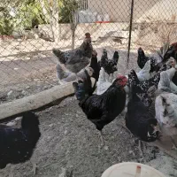 تخم مرغ نطفه دار گلین چهل تاج خال سوزنی وطوسی|حیوانات مزرعه|پاکدشت, پاکدشت (مامازند)|دیوار