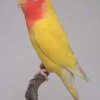 کوتوله برزیلی زرد صورت هلویی گمشده