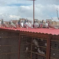 کبوتر‌هفرنگ