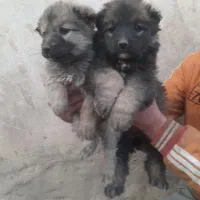 توله سرابی زات قدم نرو ماده