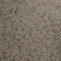 برنج کشت دوم