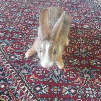 آنا خرگوش بازیگوش