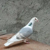 نر دوکت آلمانی ابی