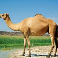 شتر ماده