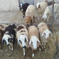 بره . نر .ماده|حیوانات مزرعه|رابر, |دیوار