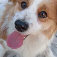 معاوضه با کبوتر انگشتر