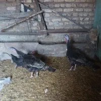 بوقلمون برنز