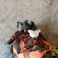 ۳عددماده به شرط تخم جوجه