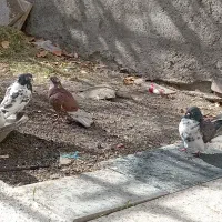 8عدد کبوتر پرشی معلقی