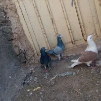 کفتر|پرنده|رشتخوار, |دیوار