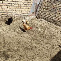 عدد مرغ محلی تخم گذار، یکساله