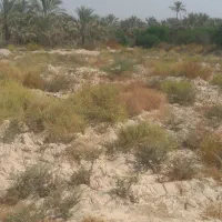 دوهکتارزمین کشاورزی درسعدآباد|فروش دفتر صنعتی، کشاورزی، تجاری|سعدآباد, |دیوار