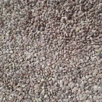 بذر شبدر(خشه)