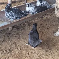 تخم مرغ گلین ریشو چهل تاج اصیل|حیوانات مزرعه|گرگان, |دیوار