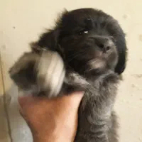 سگ اشپز  .فقط دومیلیون تومان