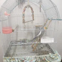 عروس هلندی نر