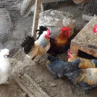 بوقلمون و مرغ و خروس تزیینی|پرنده|هچیرود, |دیوار