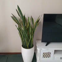 دو عدد سانسوریا با گلدان پر شاخه