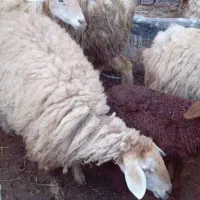 میش داشتی|حیوانات مزرعه|اسفراین, |دیوار