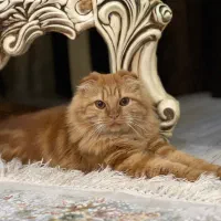 واگذاری|گربه|سنندج, |دیوار