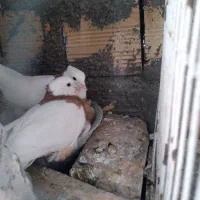 کبوتر طوقی
