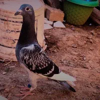 تخم  کبوت‌‌ر