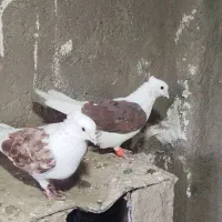 کبوتر کله و شونی|پرنده|بروجرد, |دیوار