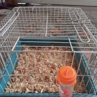 قفس حیوانات و خرگوش جای آب و ادرار هم دارد