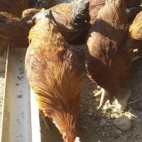 4عدد خروس|حیوانات مزرعه|سرپل ذهاب, |دیوار