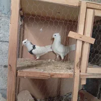 ۶عددطوقی|پرنده|دهلران, |دیوار