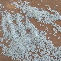 برنج محلی بروجرد و دورود درجه یک سالم و نیم دانه|خوردنی و آشامیدنی|بروجرد, |دیوار