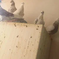 ۶ تا کفتر سالم و پرشی