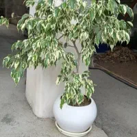 فروش تعدادی گل و گیاه خانگی