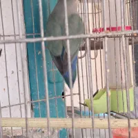 فروش دو عددکوتوله شادوسرحال