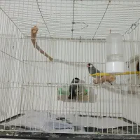 فنچ نرگسی|پرنده|مشهد, نوده|دیوار