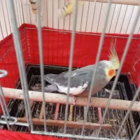 جفت مولد عروس هلندی با قفس 1033 لونه