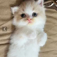 پیشی کوچولو