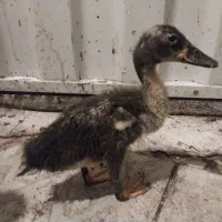 جوجه اردک سوئدی اصل
