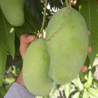 نهال انبه پیوندی در قشم