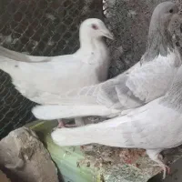 کبوتر فروشی